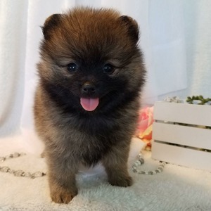 Ari