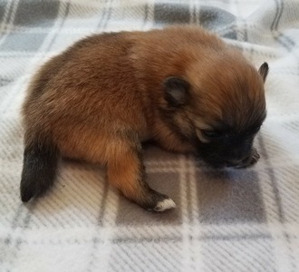 Winston-Prince