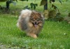 Teddy